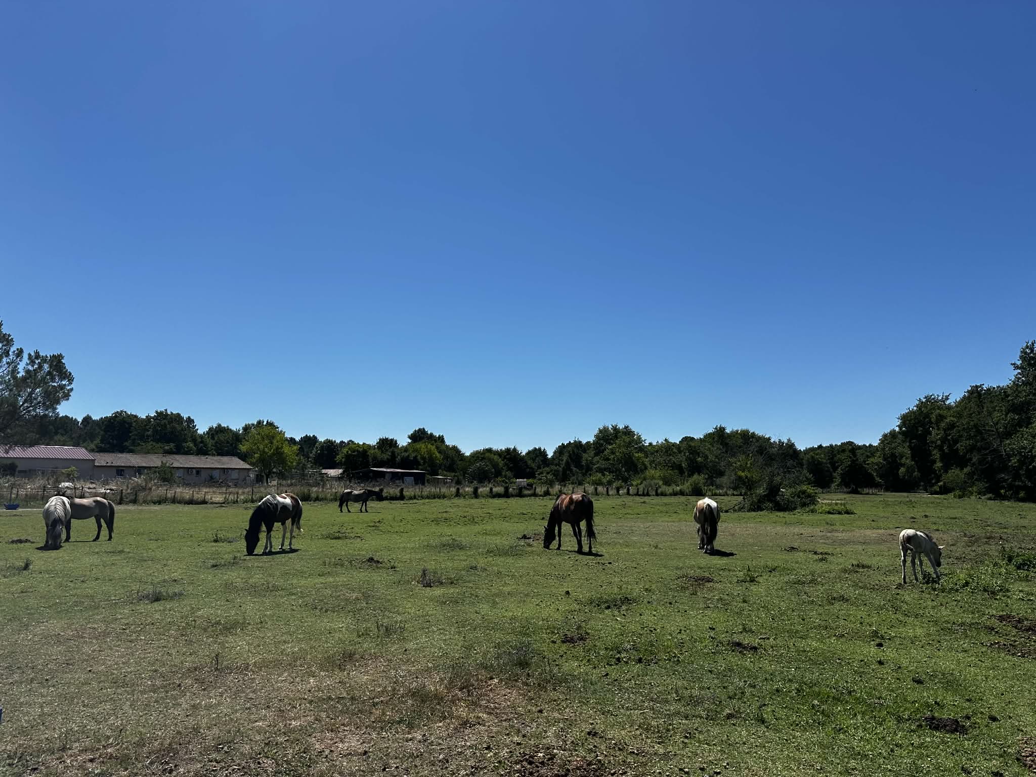 Pension pour chevaux
